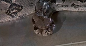 Sssssss: Silbido De Muerte (1973) download